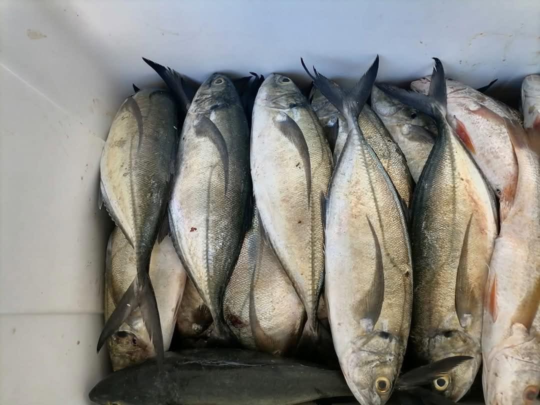 Prevén incremento en el precio del pescado para diciembre en Veracruz