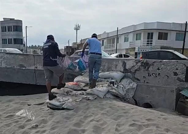 Tortuga de especia de peligro en extinción fue encontrada sin vida en playa de Veracruz