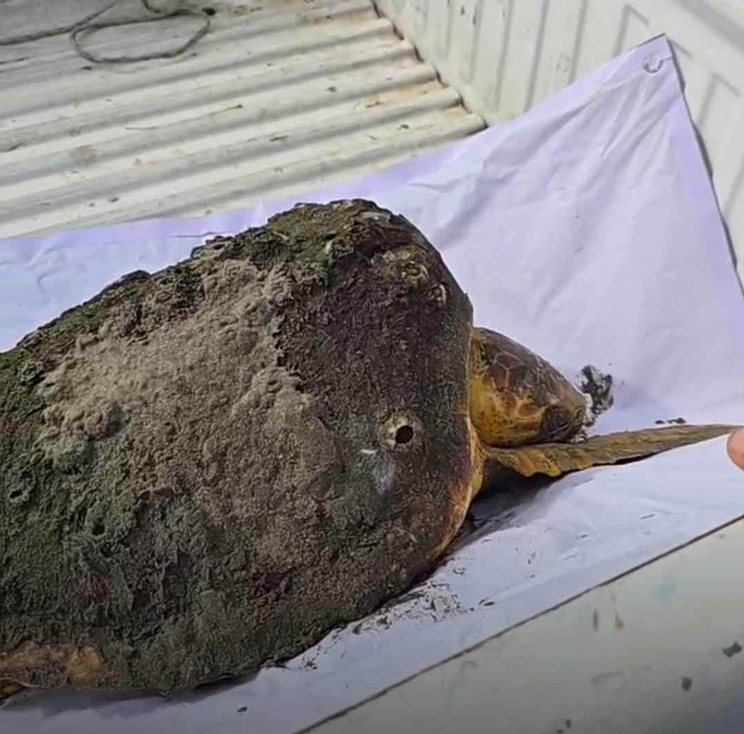 Tortuga de especia de peligro en extinción fue encontrada sin vida en playa de Veracruz