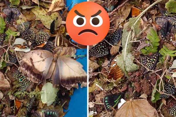 Vil acto de vandalismo: matan a mariposas en el Jardín Botánico de Xalapa 