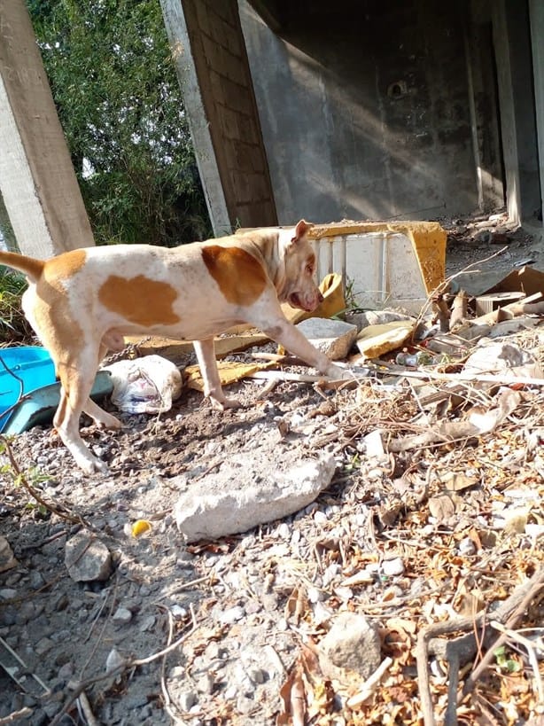 Perro pitbull sin dueño ataca a gatos de Veracruz; piden apoyo de autoridades