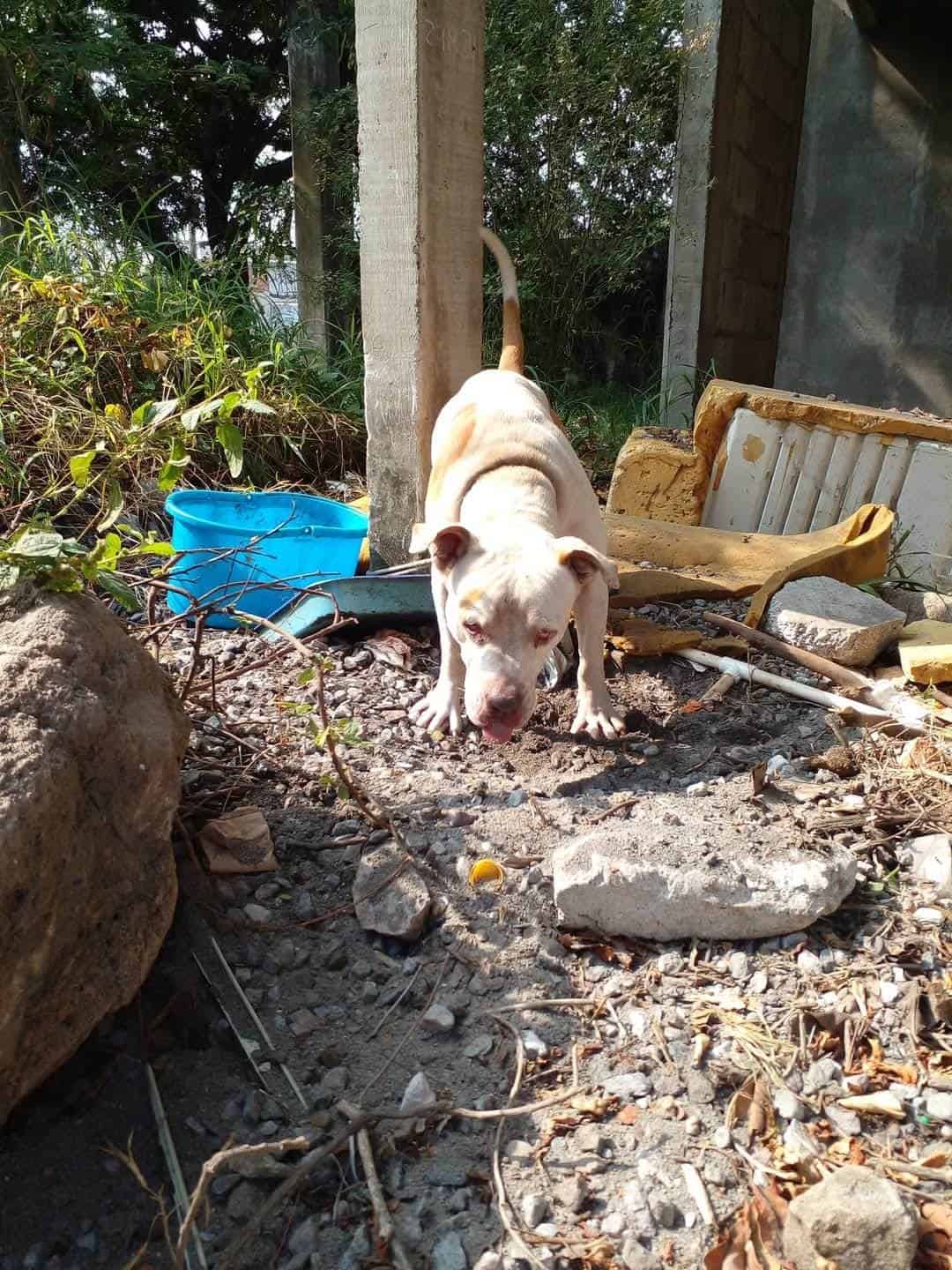 Perro pitbull sin dueño ataca a gatos de Veracruz; piden apoyo de autoridades