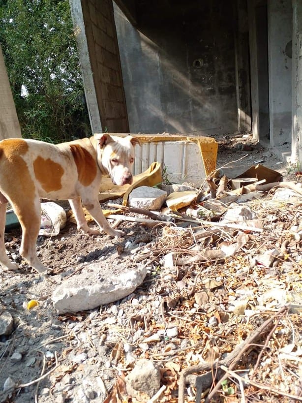 Perro pitbull sin dueño ataca a gatos de Veracruz; piden apoyo de autoridades