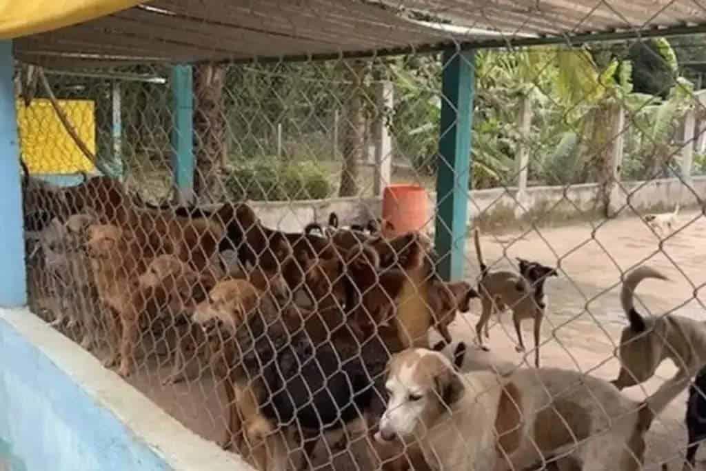 Piden ayuda para comprar el terreno de acceso al albergue "La Roca"; hay más de 300 perros y gatos