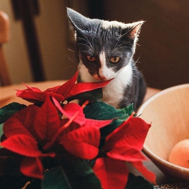 ¿La Flor de Nochebuena es dañina para los gatos? Esto sabemos