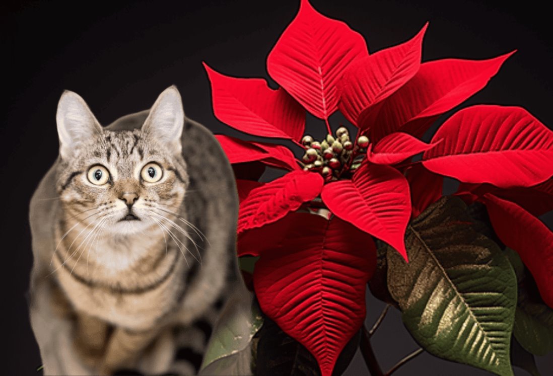 ¿La Flor de Nochebuena es dañina para los gatos? Esto sabemos