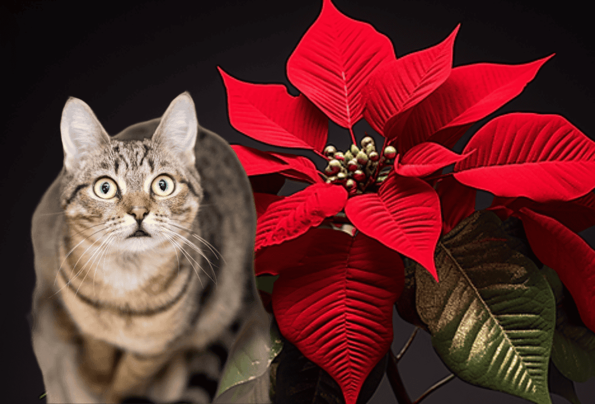 ¿La Flor de Nochebuena es dañina para los gatos? Esto sabemos