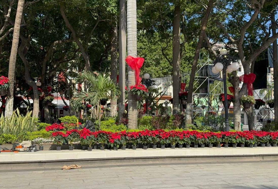 Llega la Navidad al Zócalo de Veracruz; lo adornan con nochebuenas