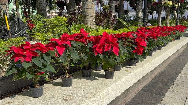 Llega la Navidad al Zócalo de Veracruz; lo adornan con nochebuenas