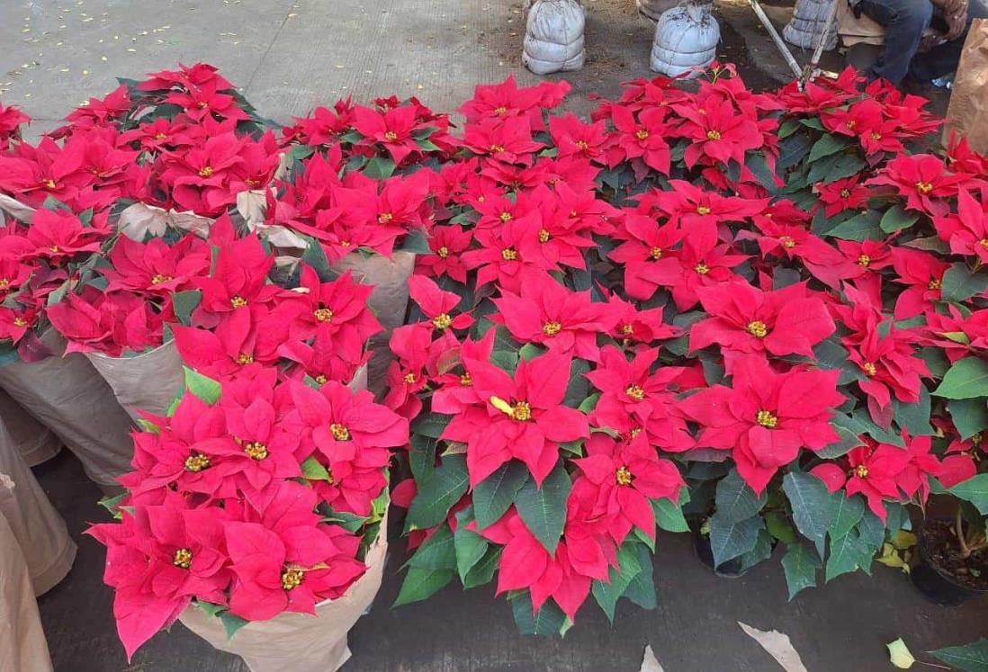 Estos son los precios de la flor de nochebuena en Veracruz