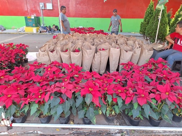 Estos son los precios de la flor de nochebuena en Veracruz