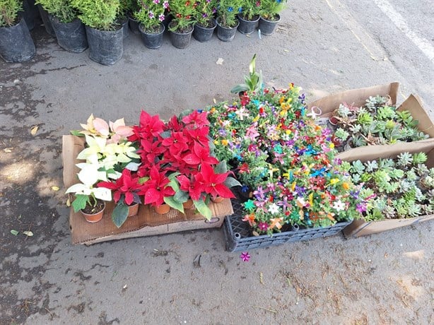 Estos son los precios de la flor de nochebuena en Veracruz