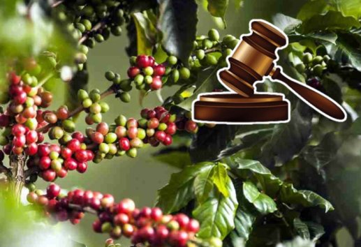 Se presentará ley para apoyar a cafeticultores de Veracruz y el país: Zenyazen Escobar