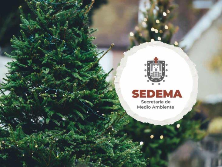 ¿Vas a cortar tu árbol de Navidad? Sedema pide hacerlo en estos espacios