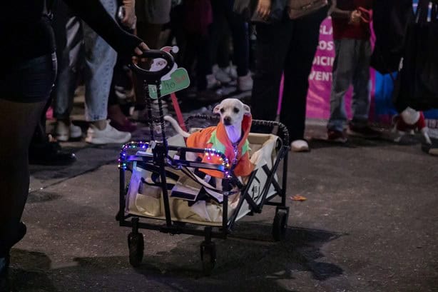 Con caminata canina Navideña 2024 en Acayucan promueven respeto y cuidado de los animales | FOTOS