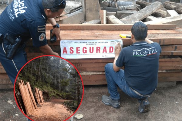 Por operativos, realizan aseguramiento de madera en el Pico de Orizaba