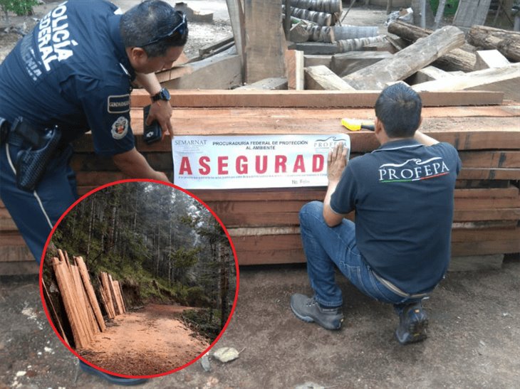 Por operativos, realizan aseguramiento de madera en el Pico de Orizaba