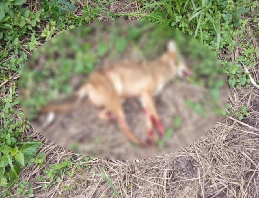 Le quitan la vida a coyote en Sayula; habría causado muerte de ganado