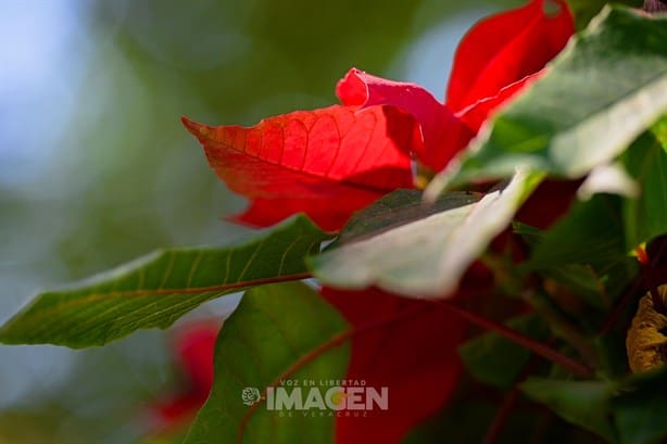 Por esta razón hoy se celebra el Día Nacional de la Flor de Nochebuena