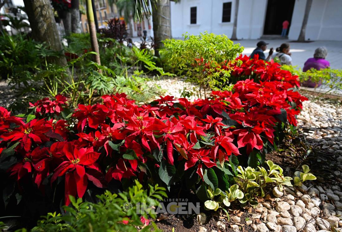 Por esta razón hoy se celebra el Día Nacional de la Flor de Nochebuena