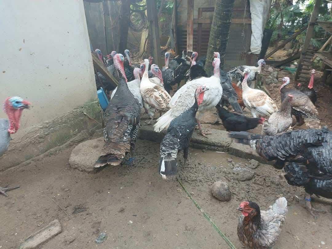 Navidad 2024: Casi dos mil pesos el costo de pavos para cena navideña