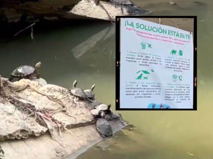 Avistan más animales silvestres en Poza Rica; piden no maltratarlos