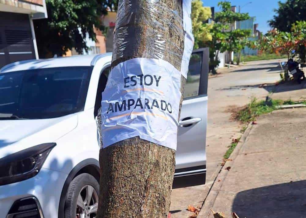 Logran impedir corte de árbol en el poniente de Coatzacoalcos; consiguen amparo