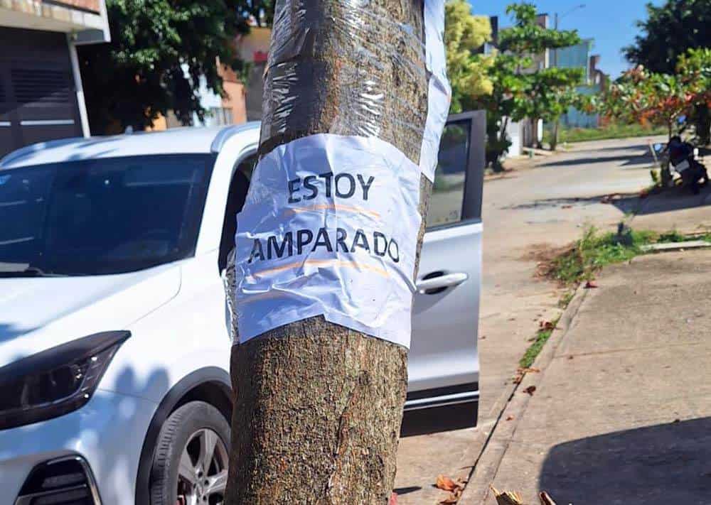 Logran impedir corte de árbol en el poniente de Coatzacoalcos; consiguen amparo