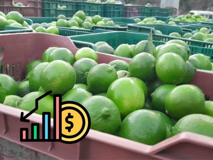 Se desploma el precio del limón en Veracruz; productores, en crisis