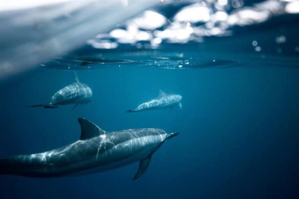 Estudio alerta: Delfines dan positivo a fentanilo en el Golfo de México