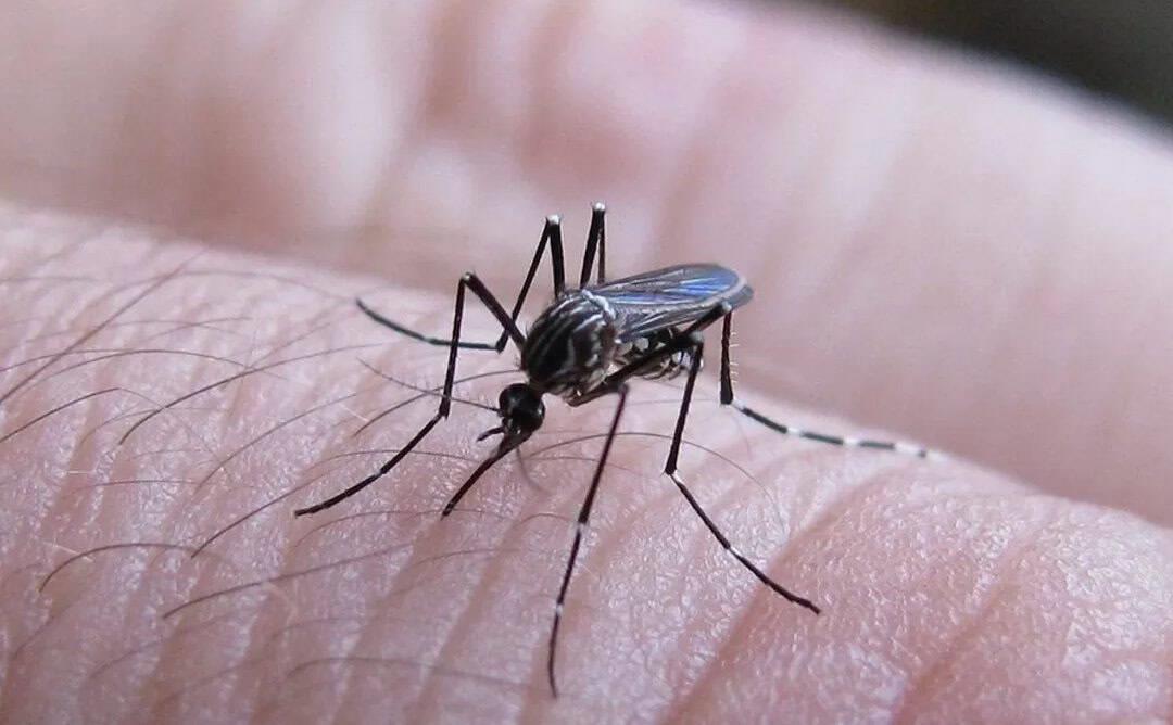 Dengue, una amenaza en México; las cifras en Veracruz son alarmantes