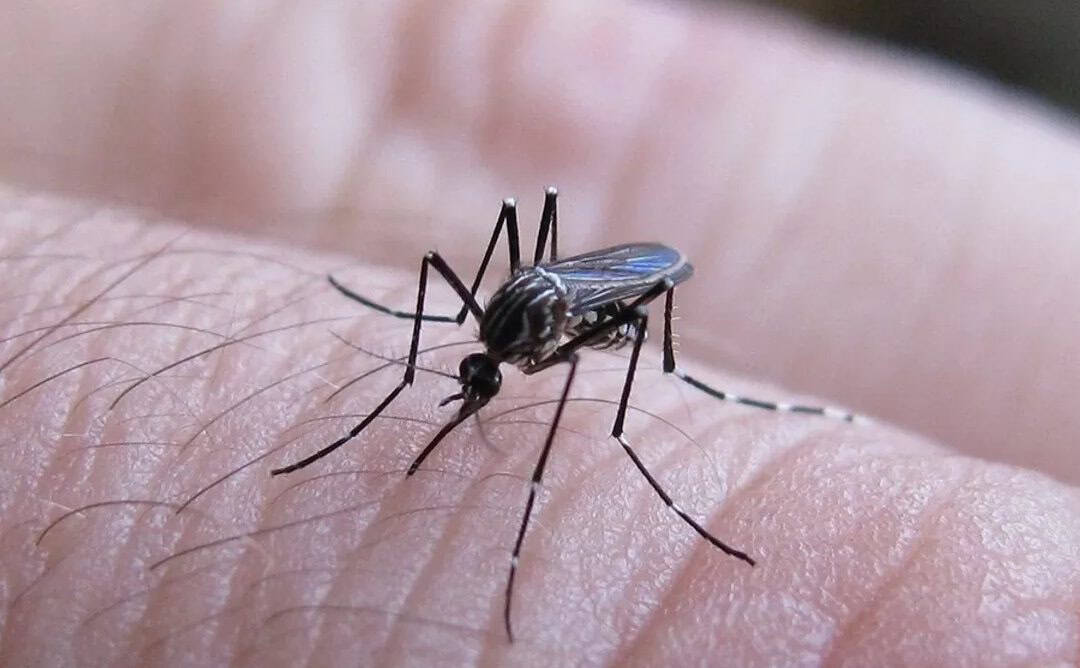 Veracruz, tercer lugar nacional en casos de dengue