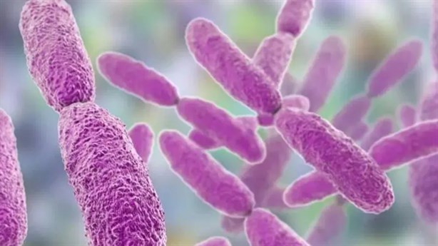 ¿Cómo se contagia la bacteria Klebsiella oxytoca?