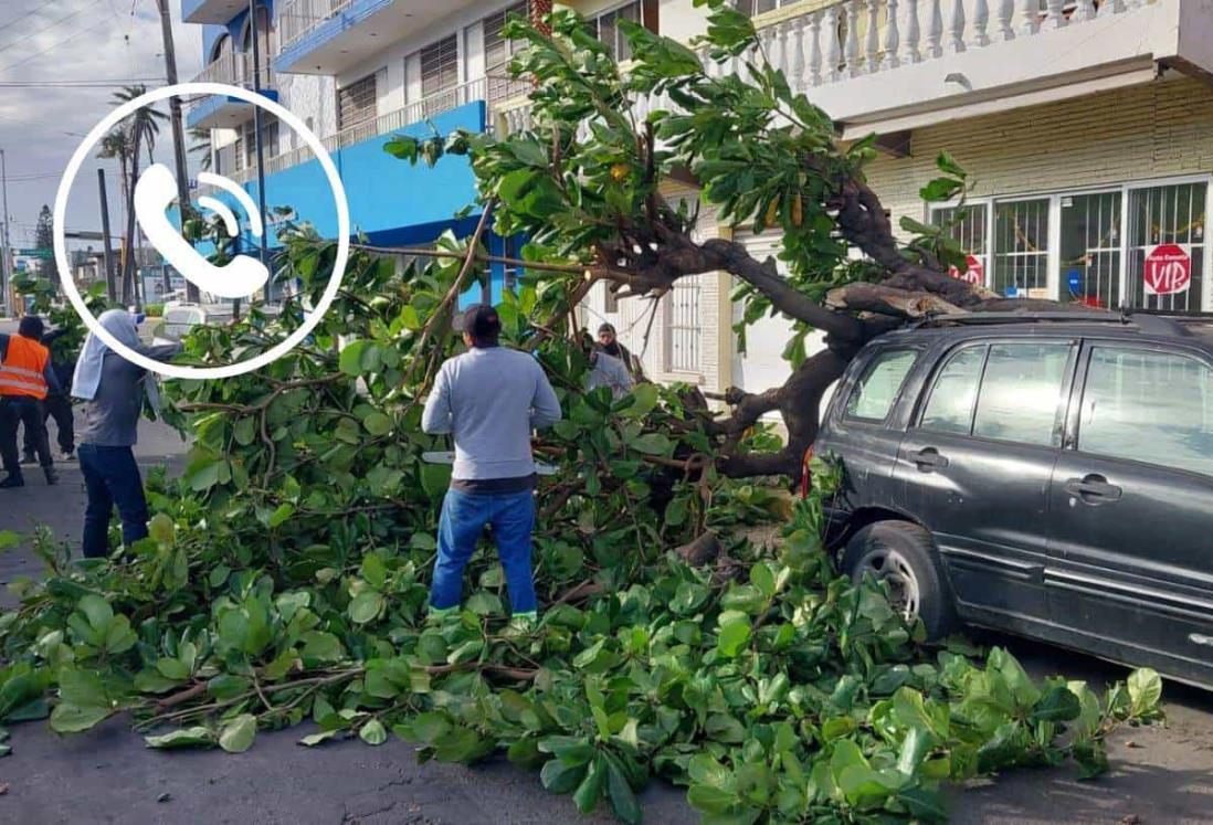 3 números de emergencia para reportar árboles caídos en Veracruz