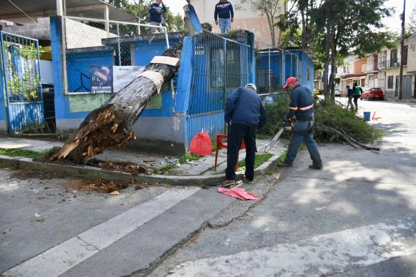Caen árboles por frente frío 14 en Xalapa y Coatepec