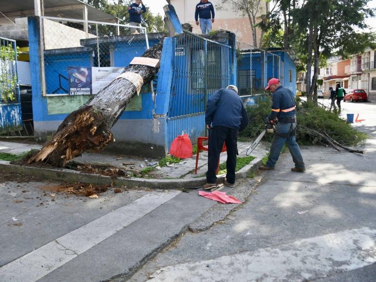 Caen árboles por frente frío 14 en Xalapa y Coatepec