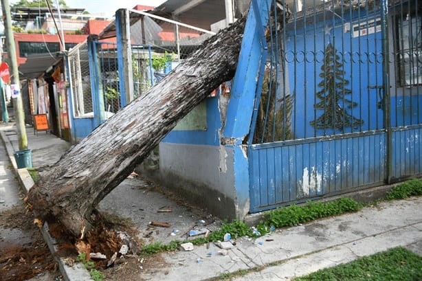 Caen árboles por frente frío 14 en Xalapa y Coatepec