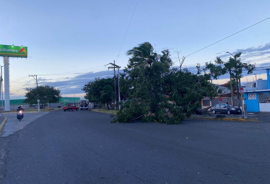 Norte en Veracruz derriba árbol sobre banqueta en El Coyol, en Veracruz