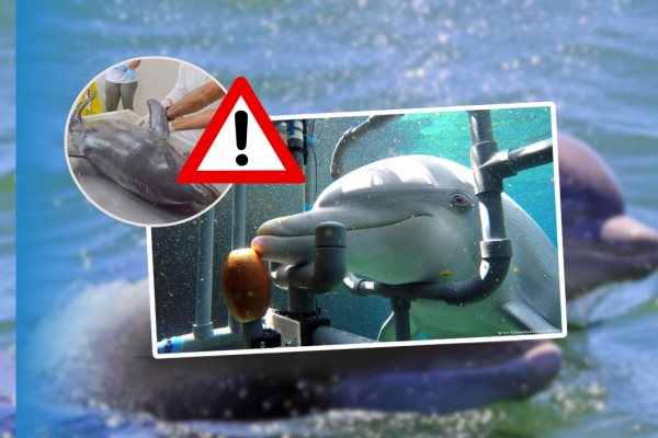 Rastro de Fentanilo en Delfines del Golfo de México: ¿Cuál sería el impacto ambiental?