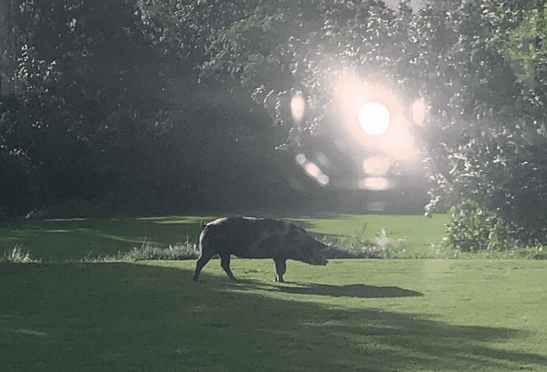 Sorprende enorme cerdo paseándose en campos de golf de la Riviera Veracruzana