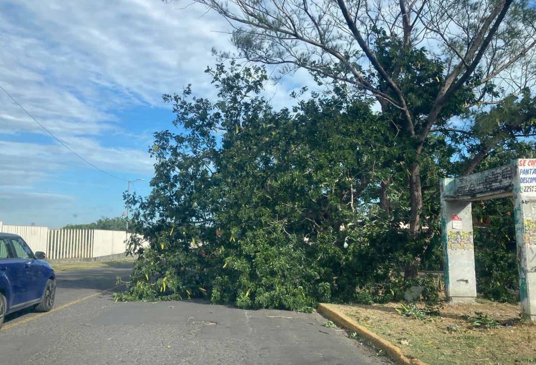 Norte en Veracruz derriba árbol frente a la laguna El Encanto