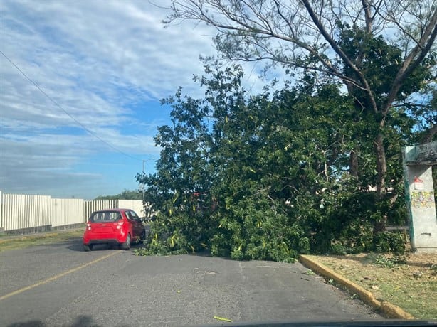 Norte en Veracruz derriba árbol frente a la laguna El Encanto