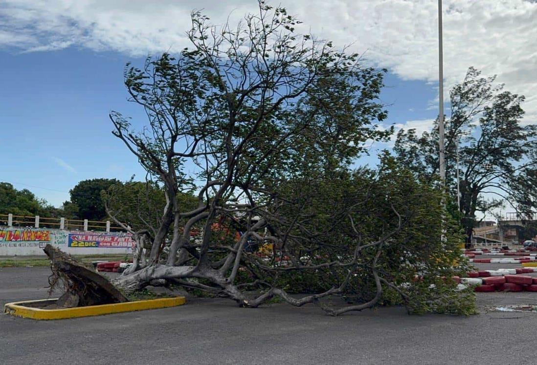 Norte en Veracruz derriba árbol en plaza comercial