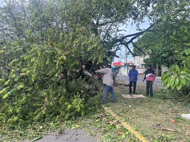 Norte en Veracruz: ¿Cómo reportar un árbol que puede caer cerca de mi casa?