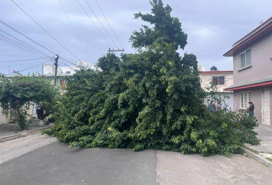 Norte en Veracruz: ¿Cómo reportar un árbol que puede caer cerca de mi casa?