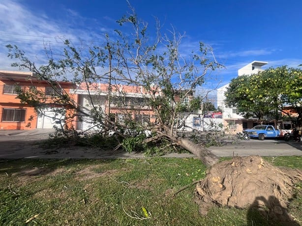 Norte derriba gigantesco árbol y cae sobre auto en la avenida Urano