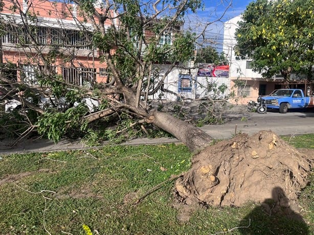 Norte derriba gigantesco árbol y cae sobre auto en la avenida Urano