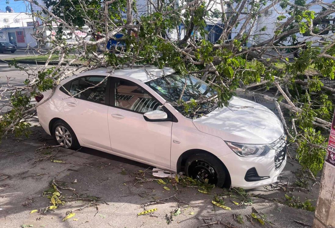 Norte derriba gigantesco árbol y cae sobre auto en la avenida Urano