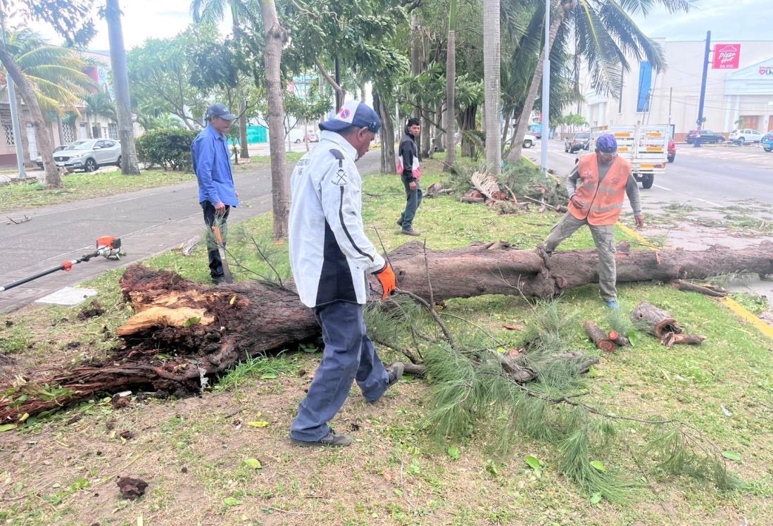 Árbol se parte a la mitad y causa temor en la avenida Salvador Díaz Mirón en Veracruz