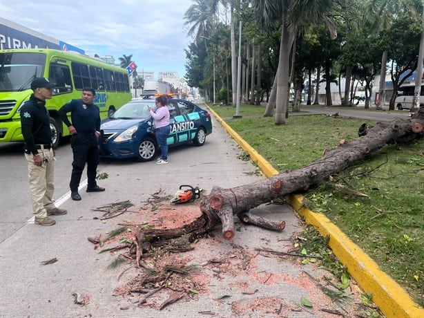 Árbol se parte a la mitad y causa temor en la avenida Salvador Díaz Mirón en Veracruz